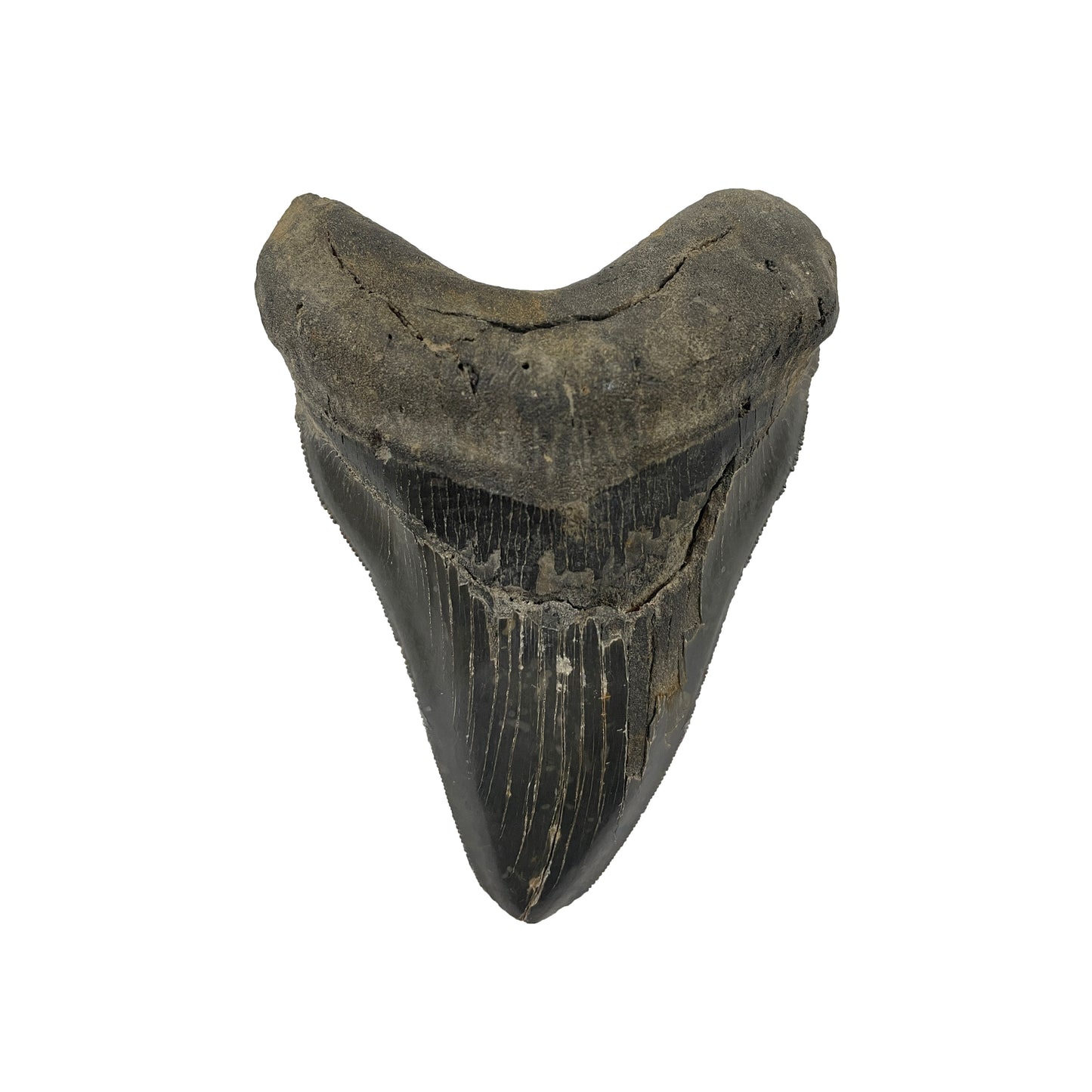 Megalodon Tooth