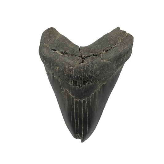 Megalodon Tooth