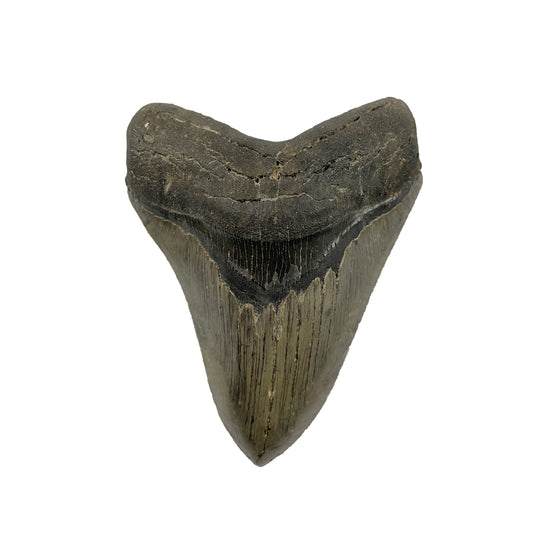 Megalodon Tooth