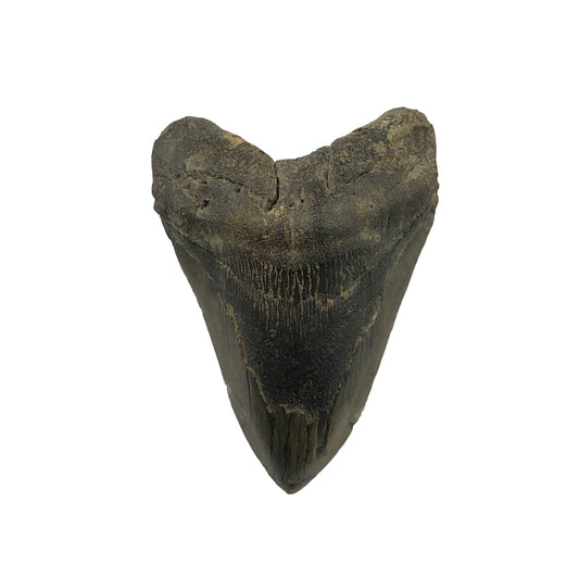 Megalodon Tooth