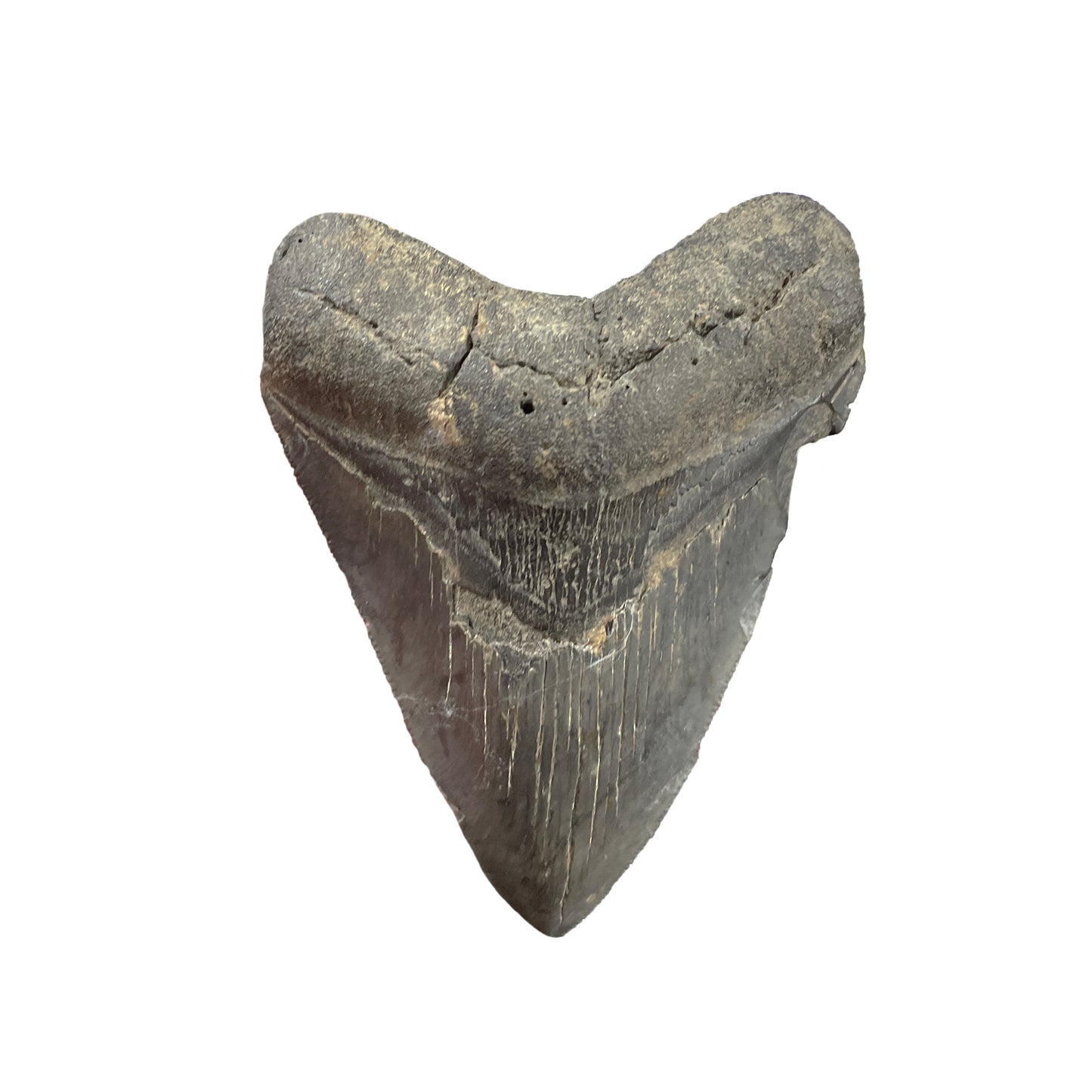 Megalodon Tooth