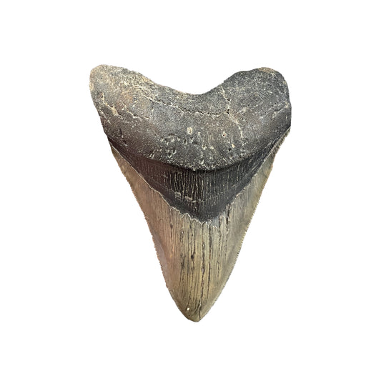 Megalodon Tooth