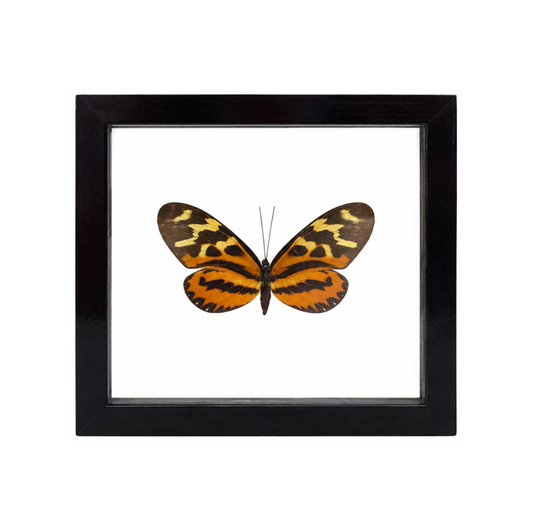 A framed Melinaea butterfly with bold orange and black patterns displayed in a black frame.