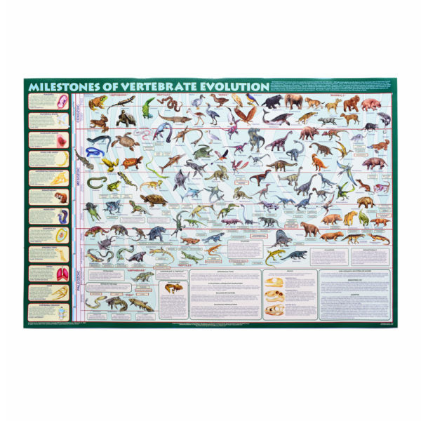 Milestones of Vertebrate Evolution Poster