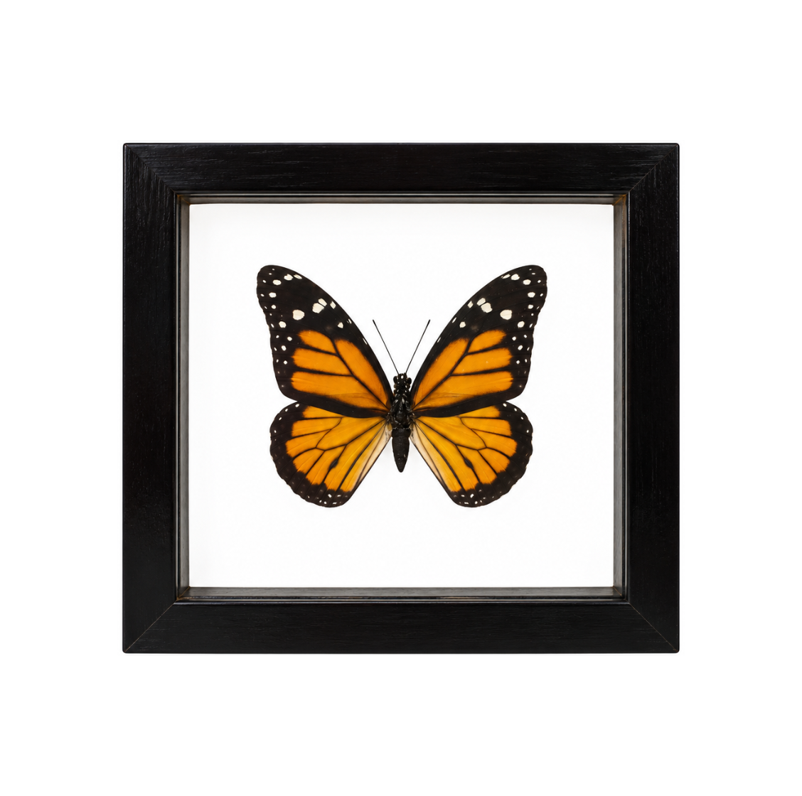 A framed butterfly wall art piece featuring a monarch butterfly with orange, black, and white wings mounted on a white background inside a square black frame.