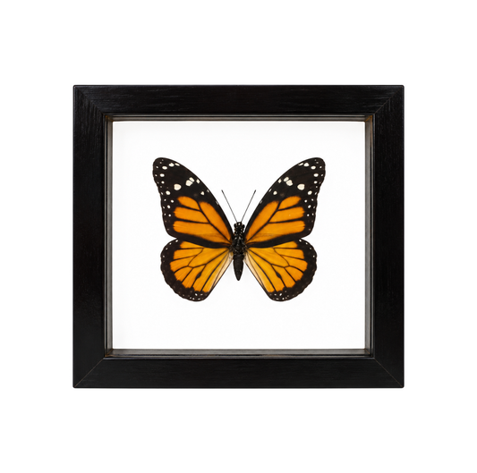 A framed butterfly wall art piece featuring a monarch butterfly with orange, black, and white wings mounted on a white background inside a square black frame.