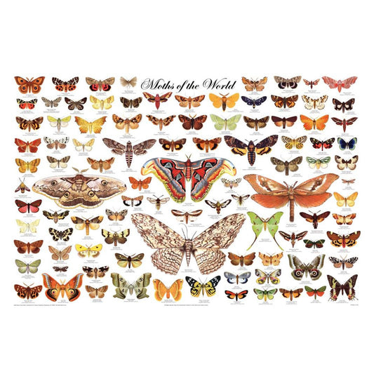 Moths of the World Poster