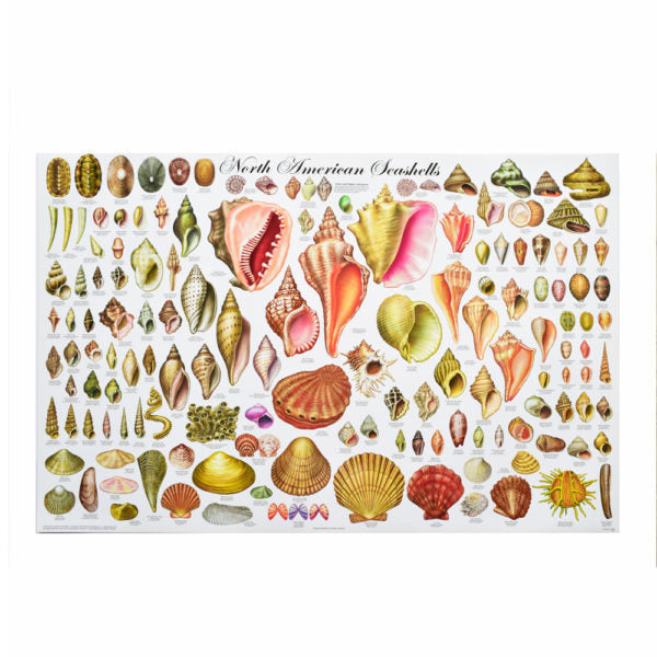 North American Seashells Posters | Art By God | Unique Coastal Décor