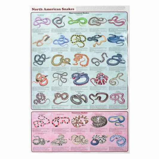 North American Snakes Poster