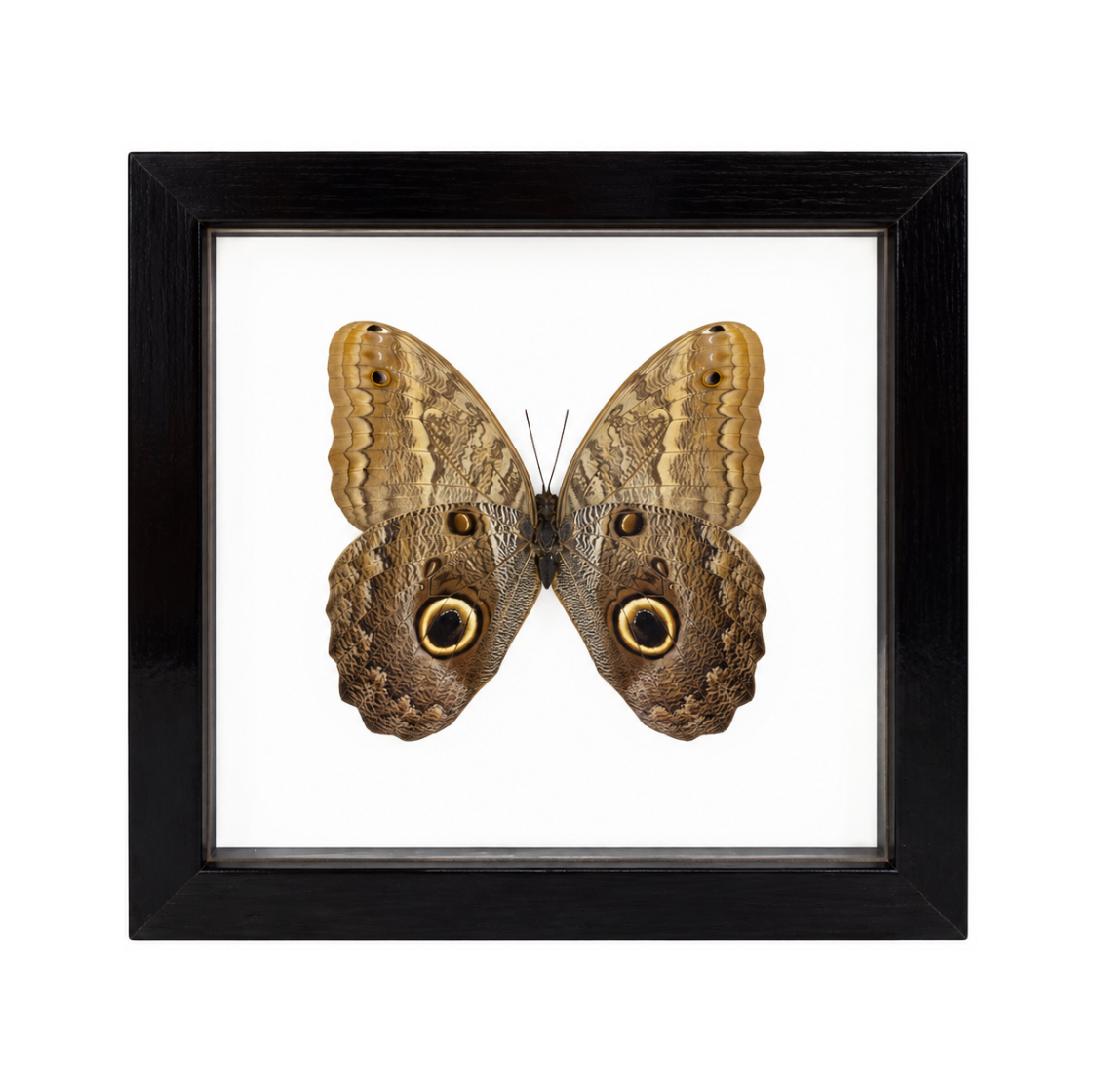 Owl Butterfly