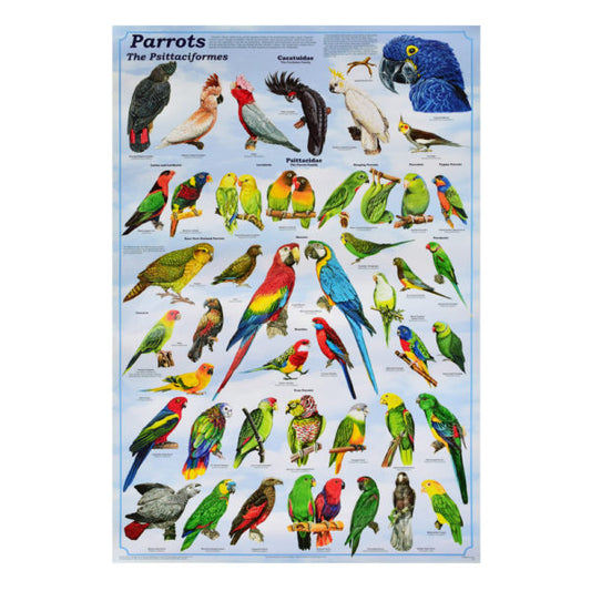 Parrots Poster