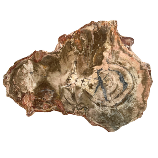 Petrified Wood