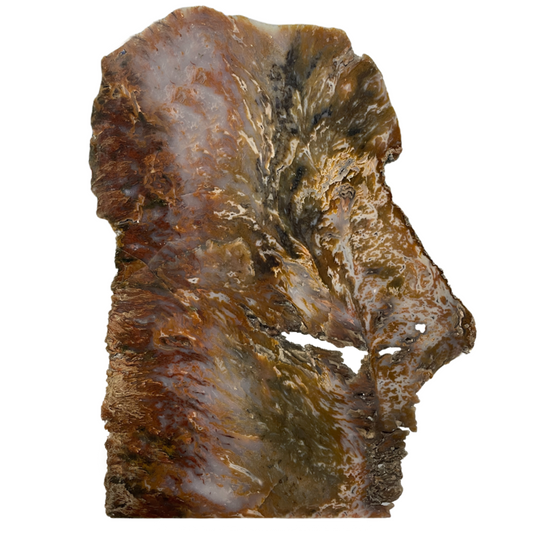 Petrified Wood