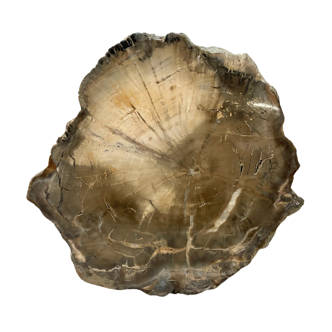 Petrified Wood