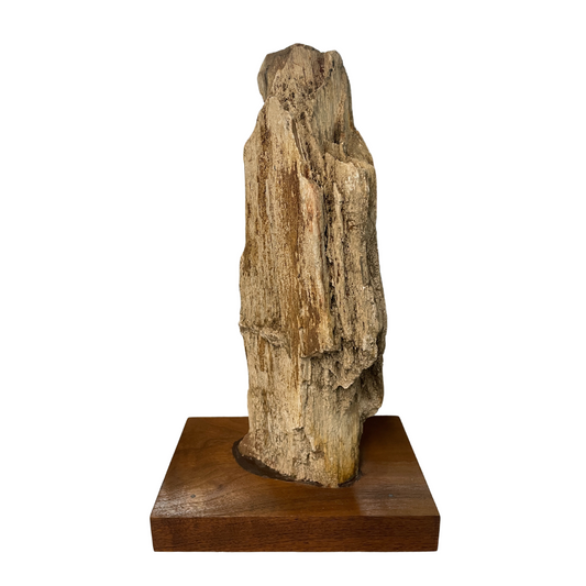 Petrified Wood