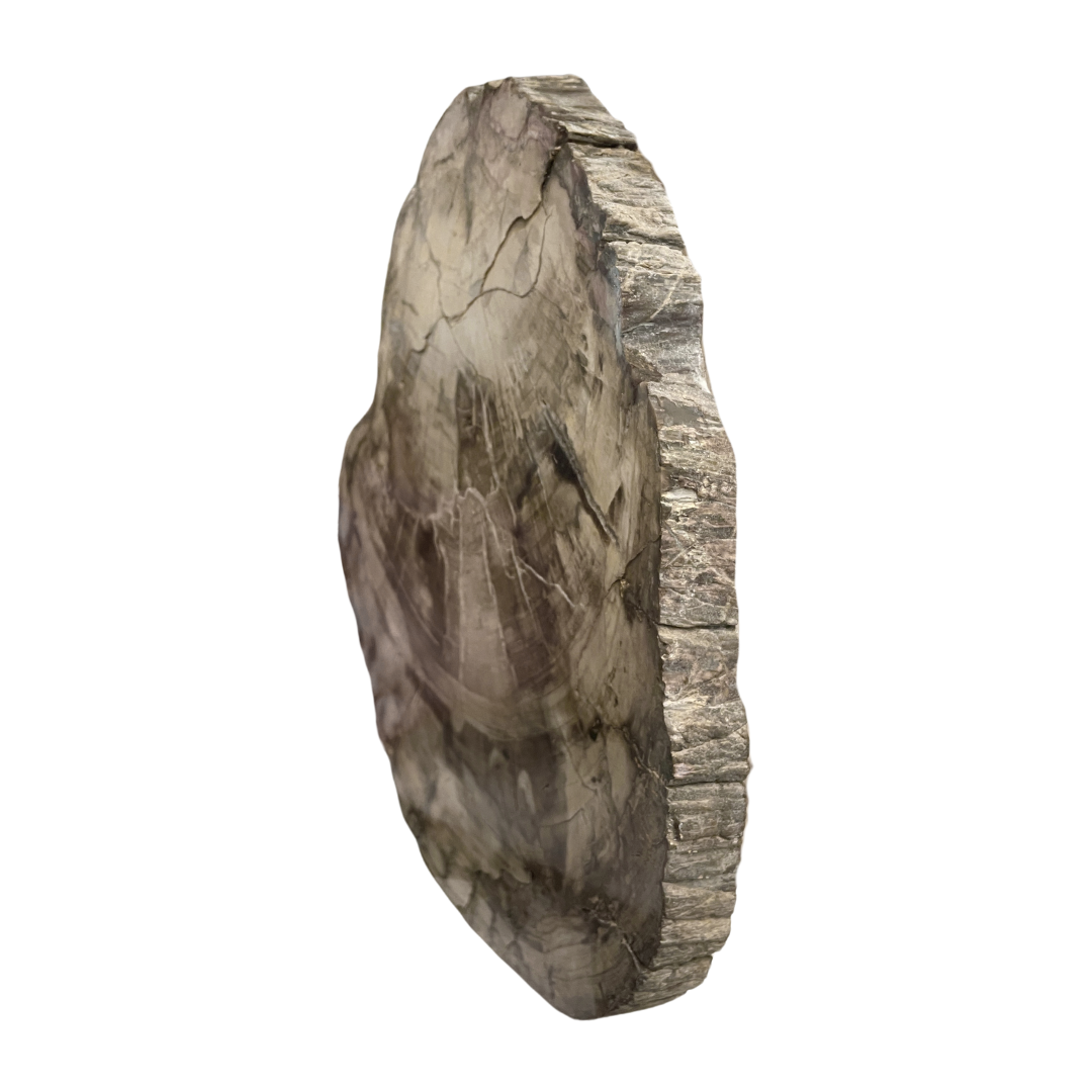 Petrified Wood