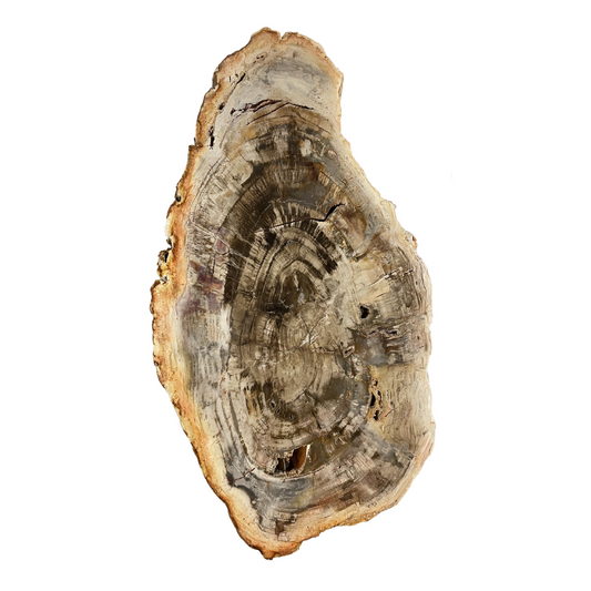 Petrified Wood