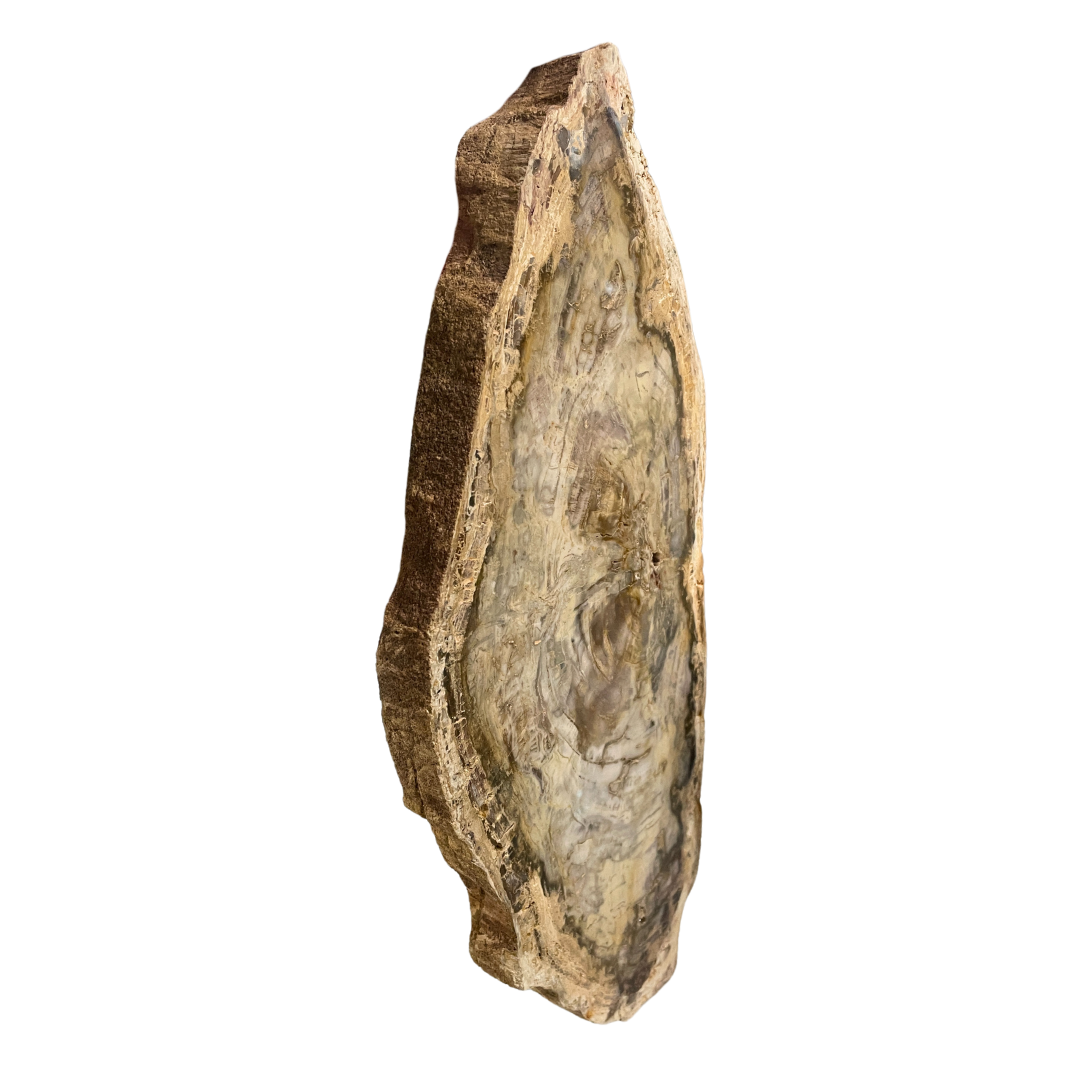 Petrified Wood