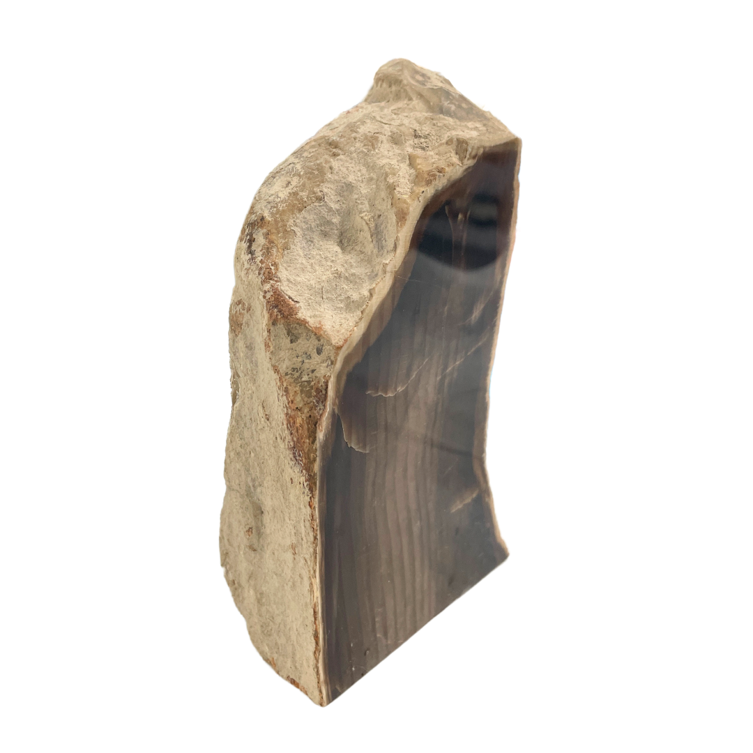 Petrified Wood