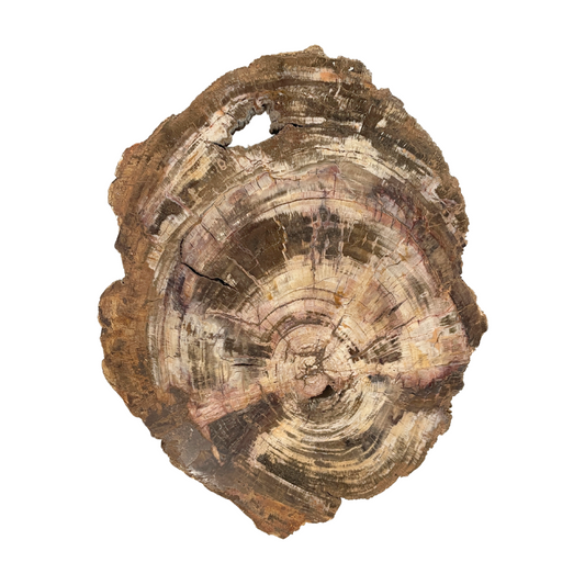 Petrified Wood