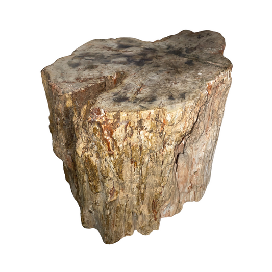 Petrified Wood