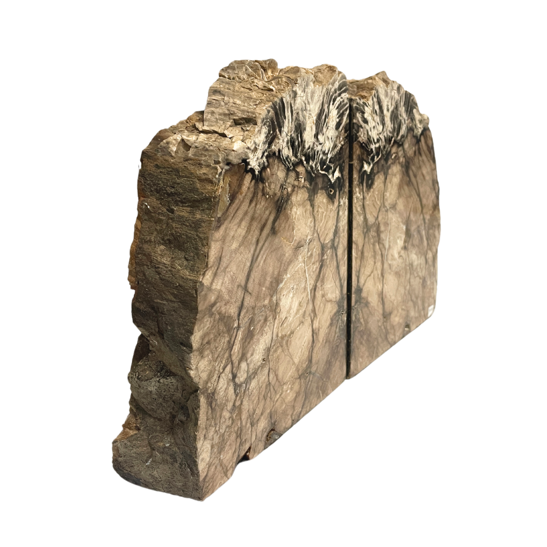 Petrified Wood