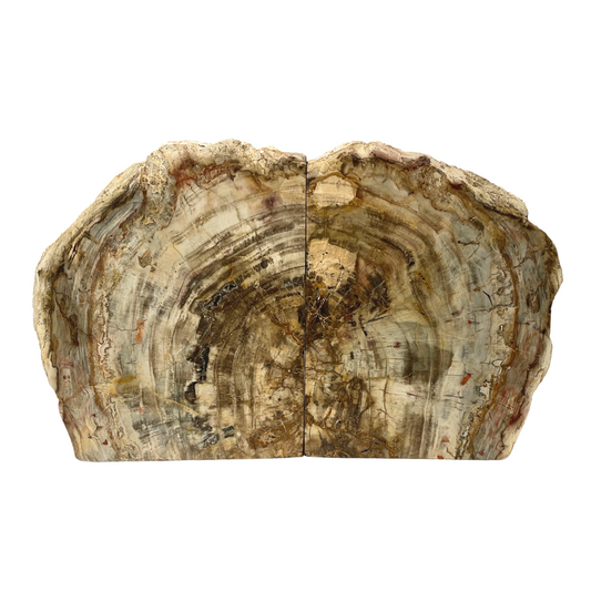 Petrified Wood