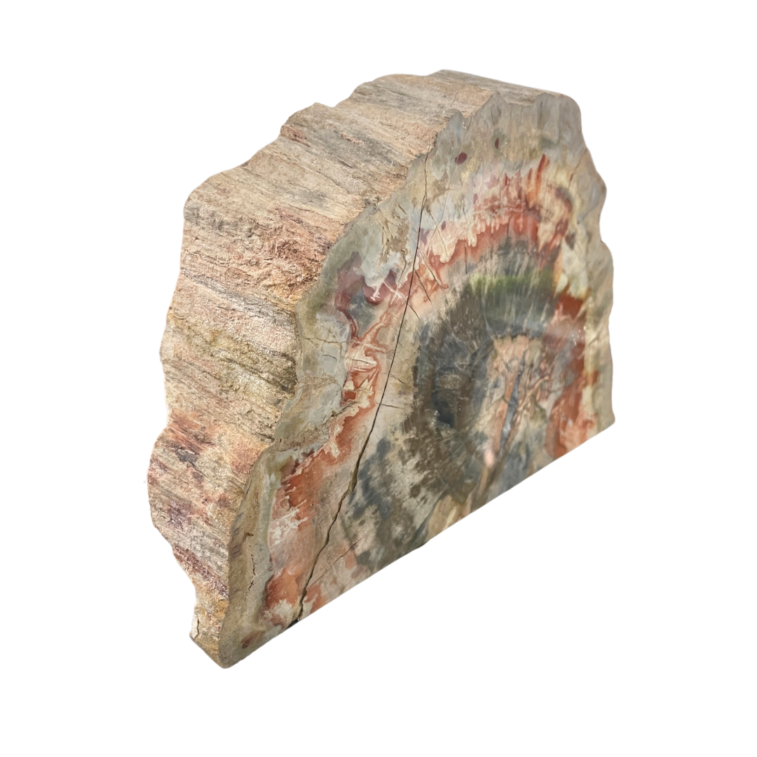 Petrified Wood