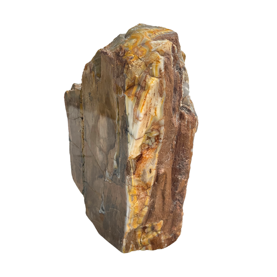 Petrified Wood