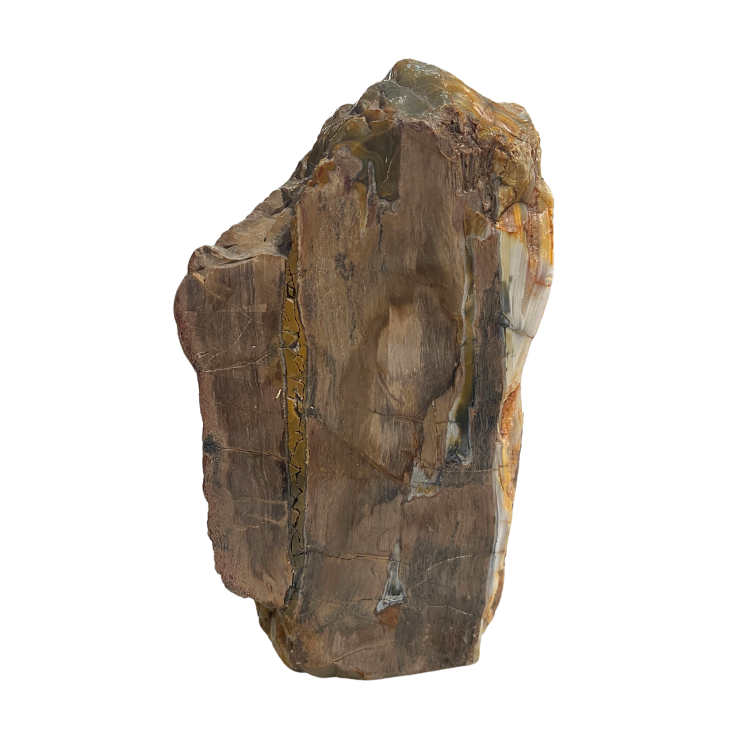 Petrified Wood