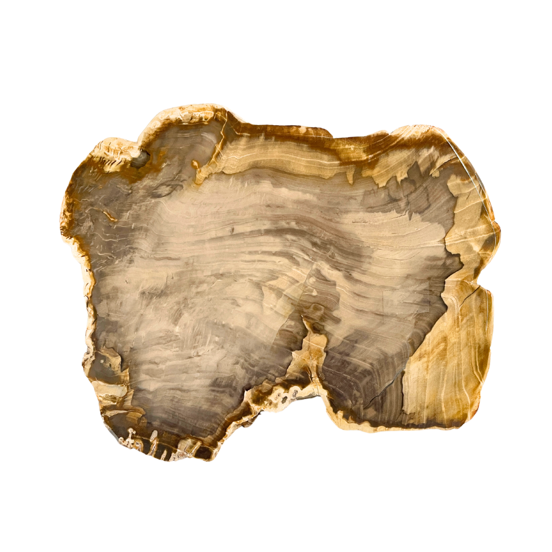 Petrified Wood