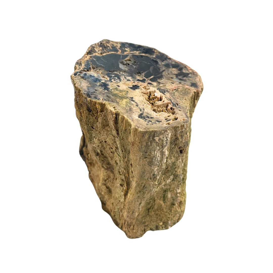 Petrified Wood