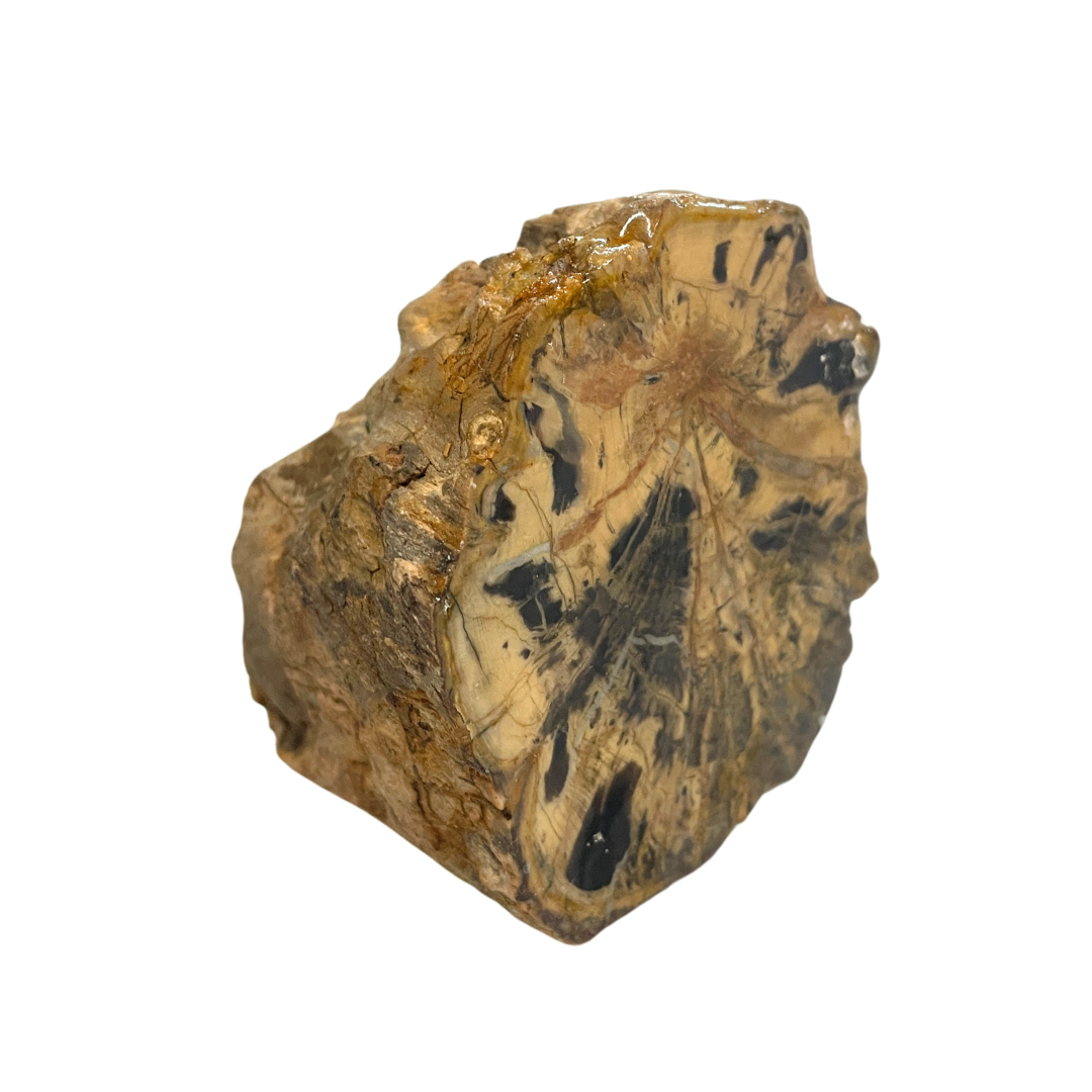 Petrified Wood