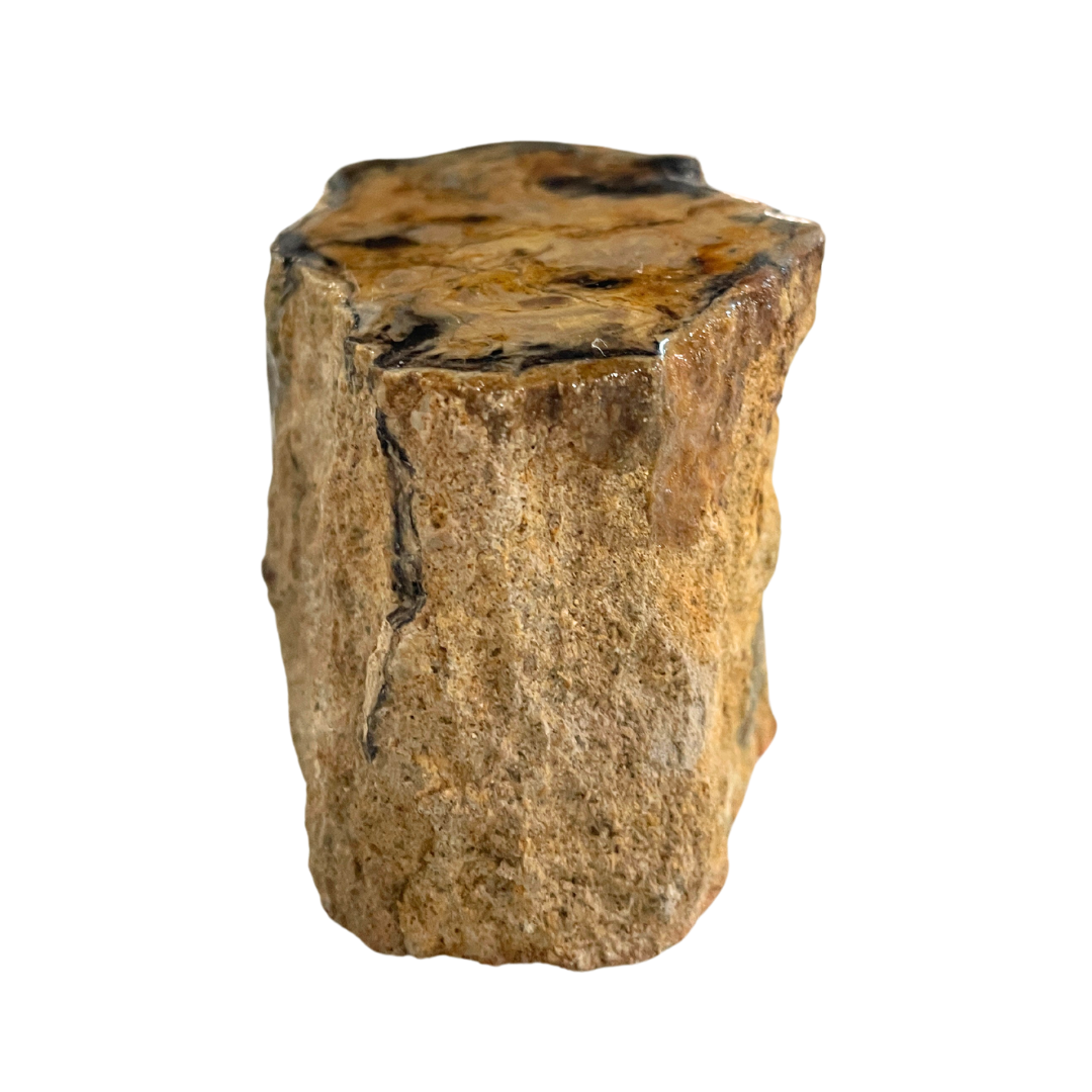 Petrified Wood