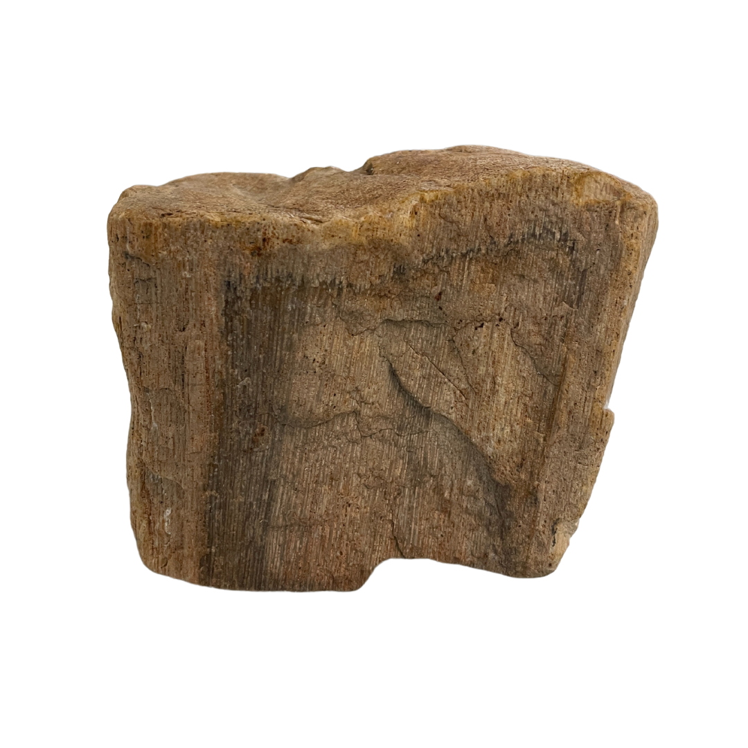 Petrified Wood