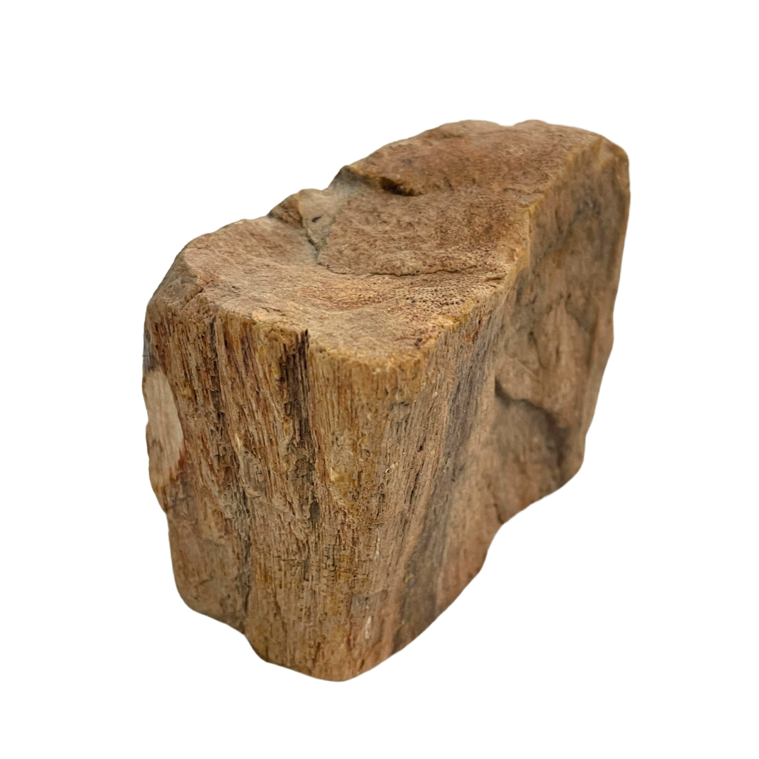 Petrified Wood