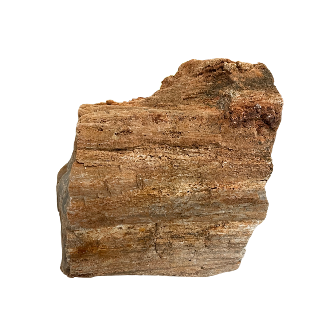 Petrified Wood