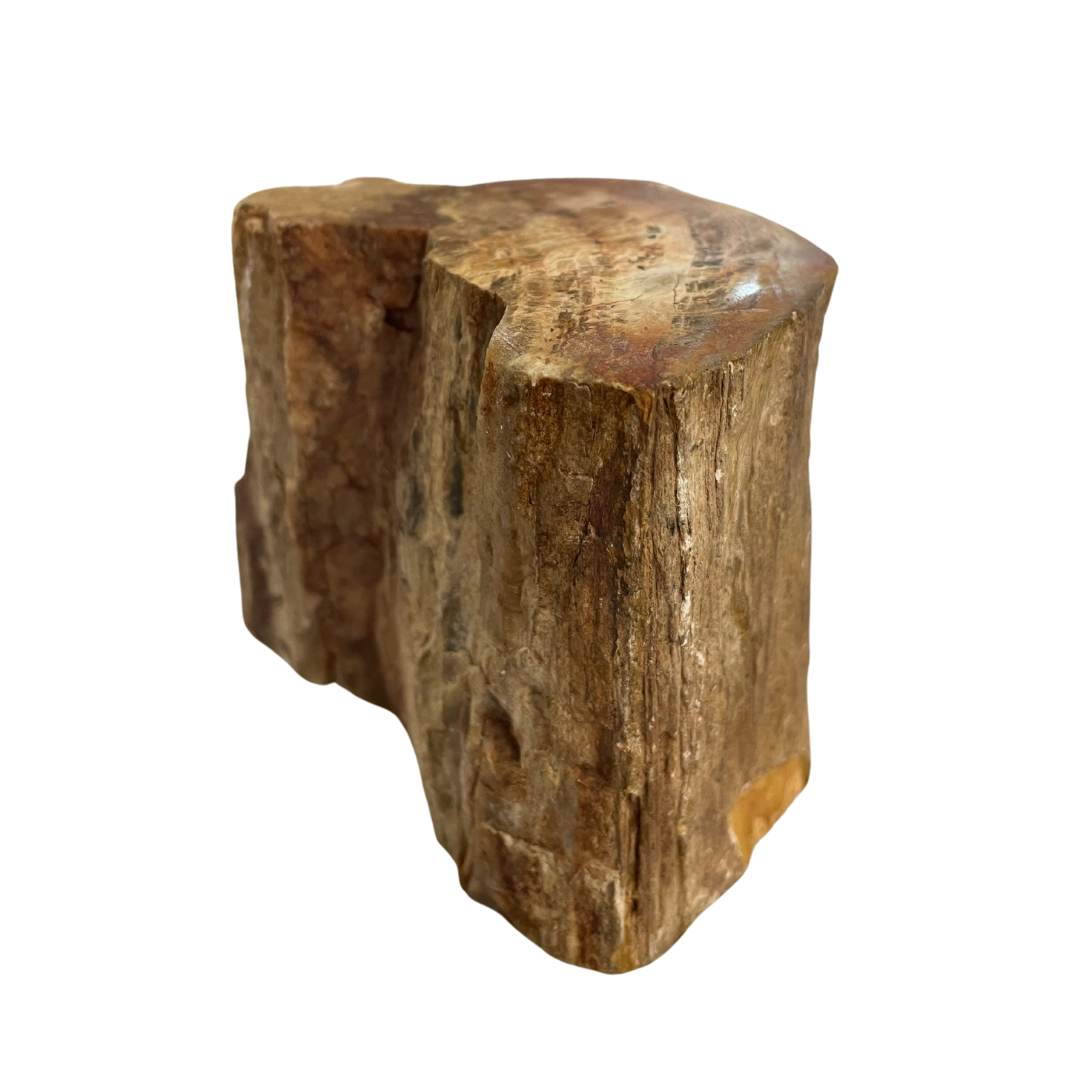 Petrified Wood