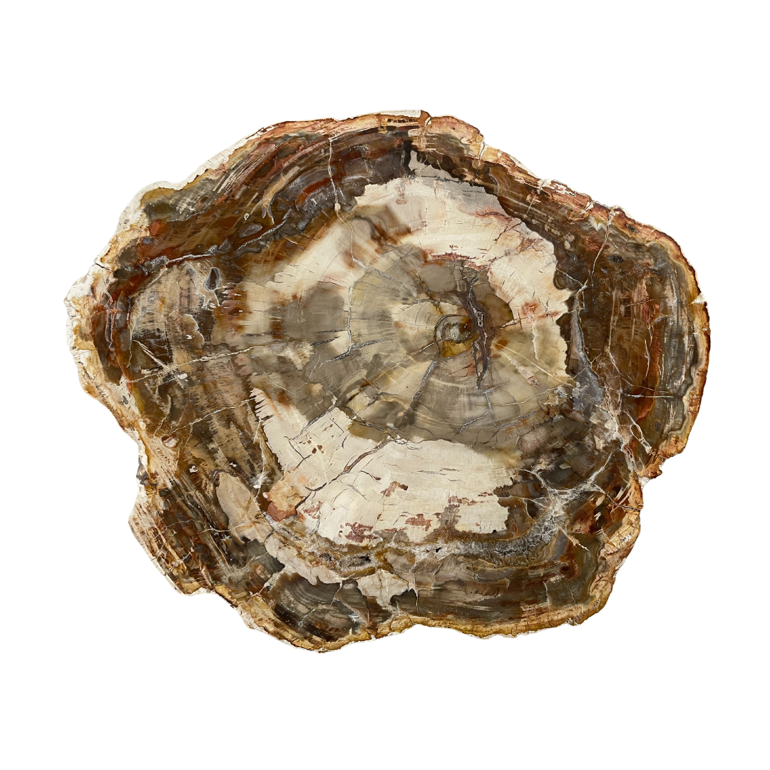 Petrified Wood