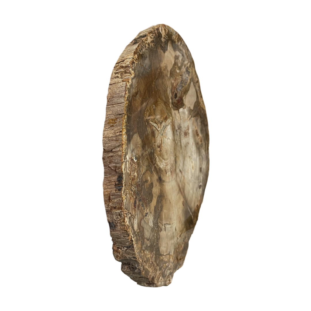 Petrified Wood