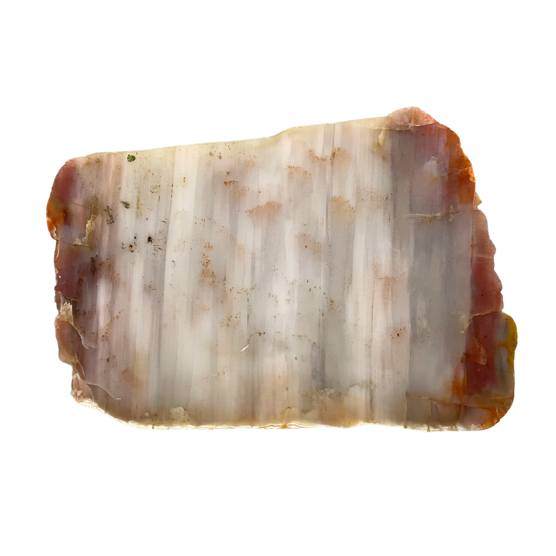 Petrified Wood