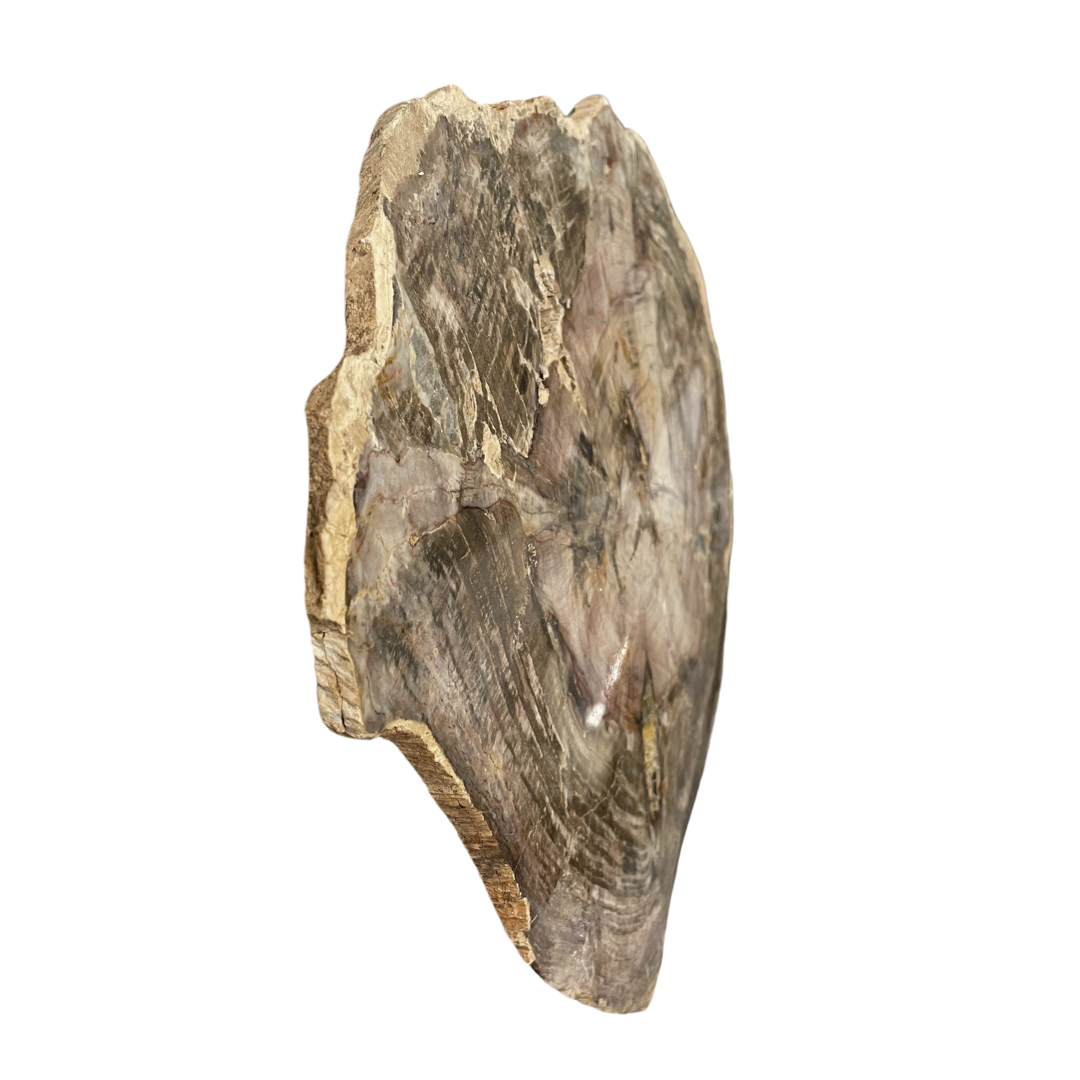 Petrified Wood