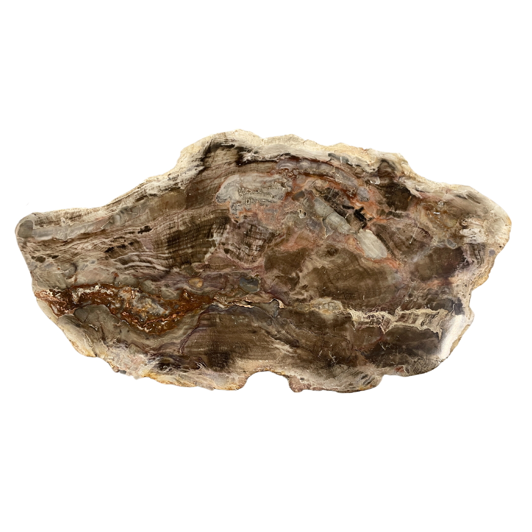 Petrified Wood