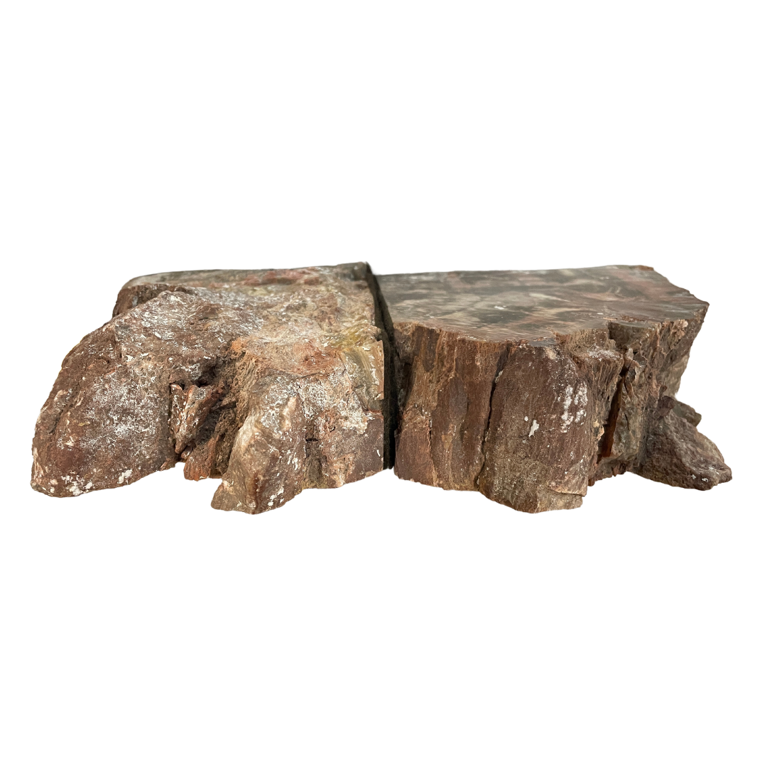 Petrified Wood Bookends