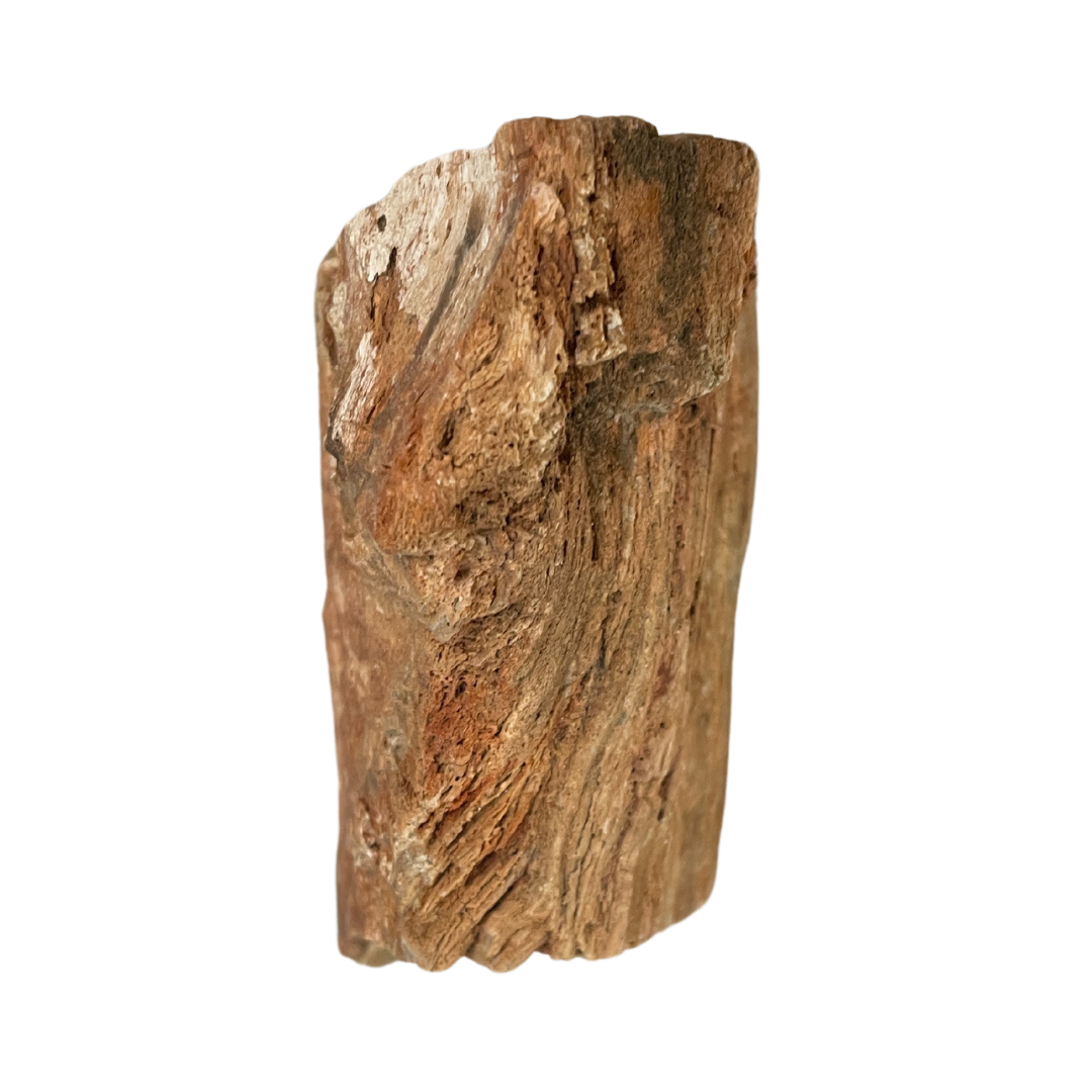 Petrified Wood