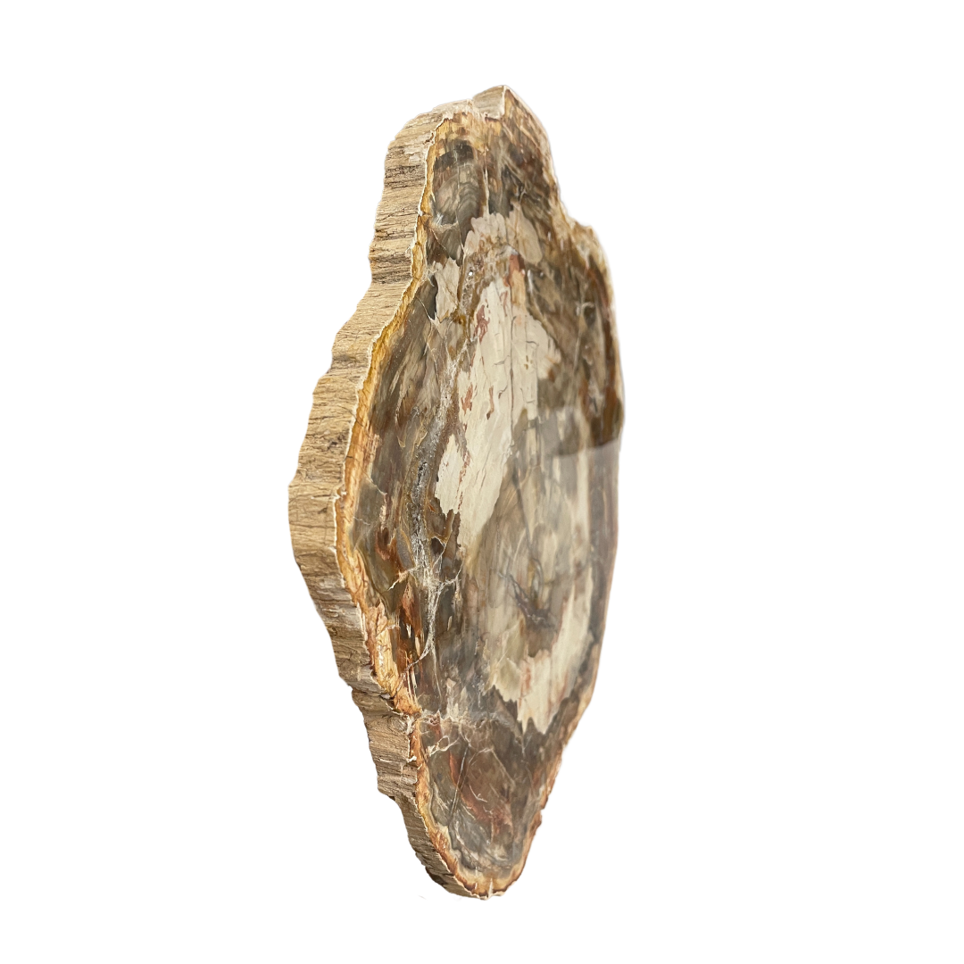 Petrified Wood