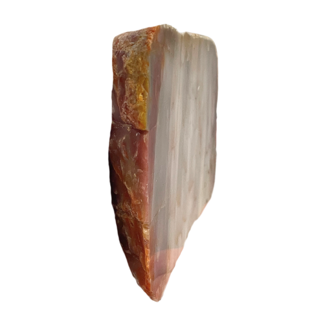 Petrified Wood