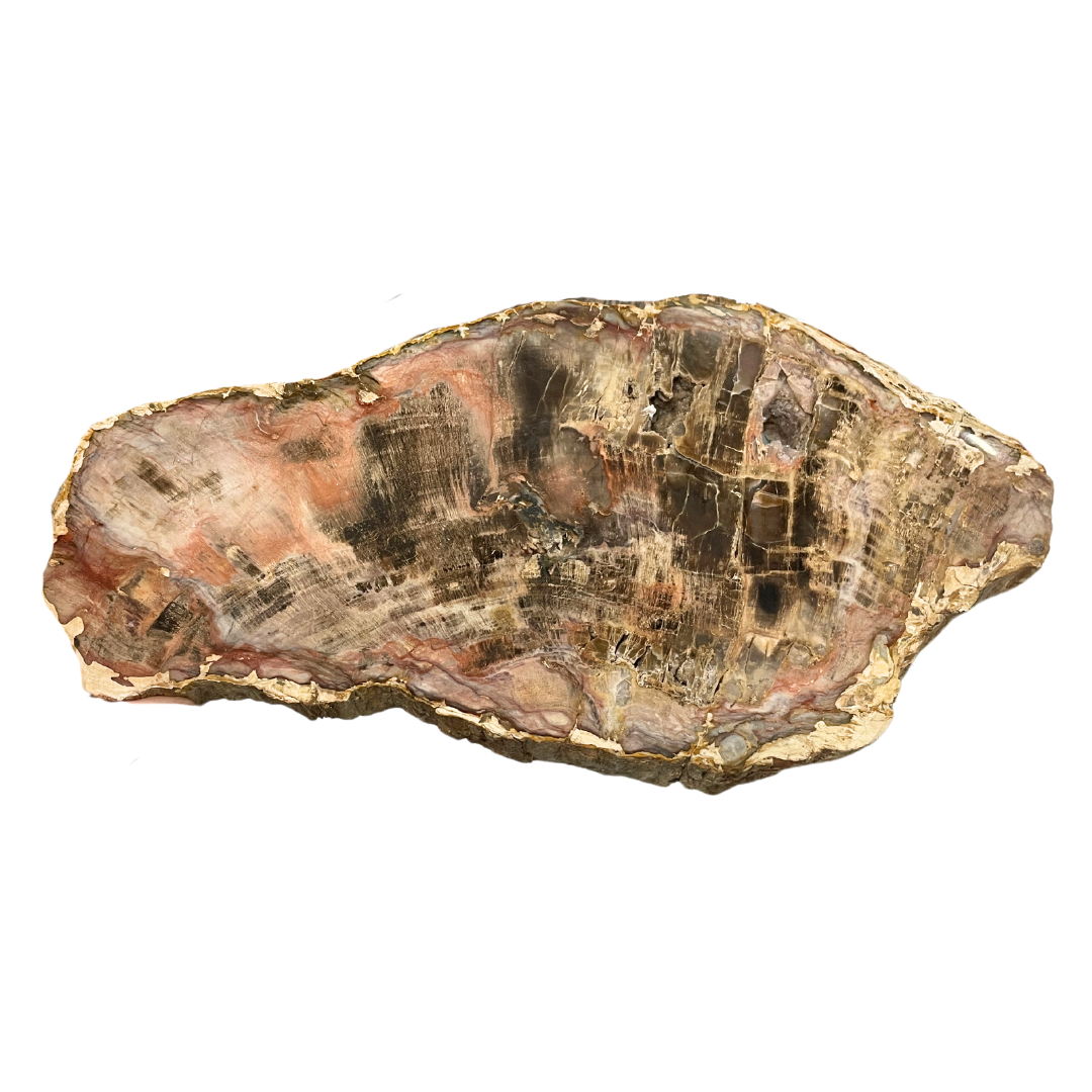 Petrified Wood