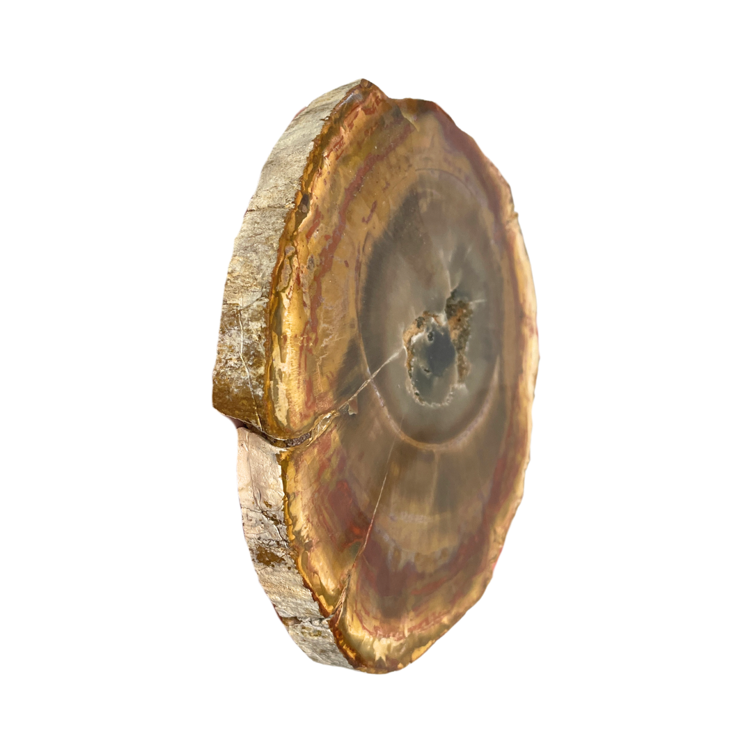 Petrified Wood