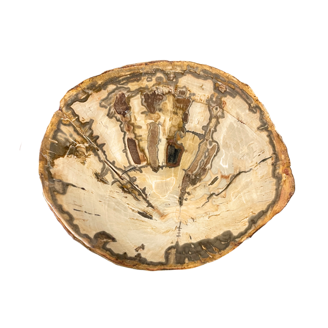 Petrified Wood